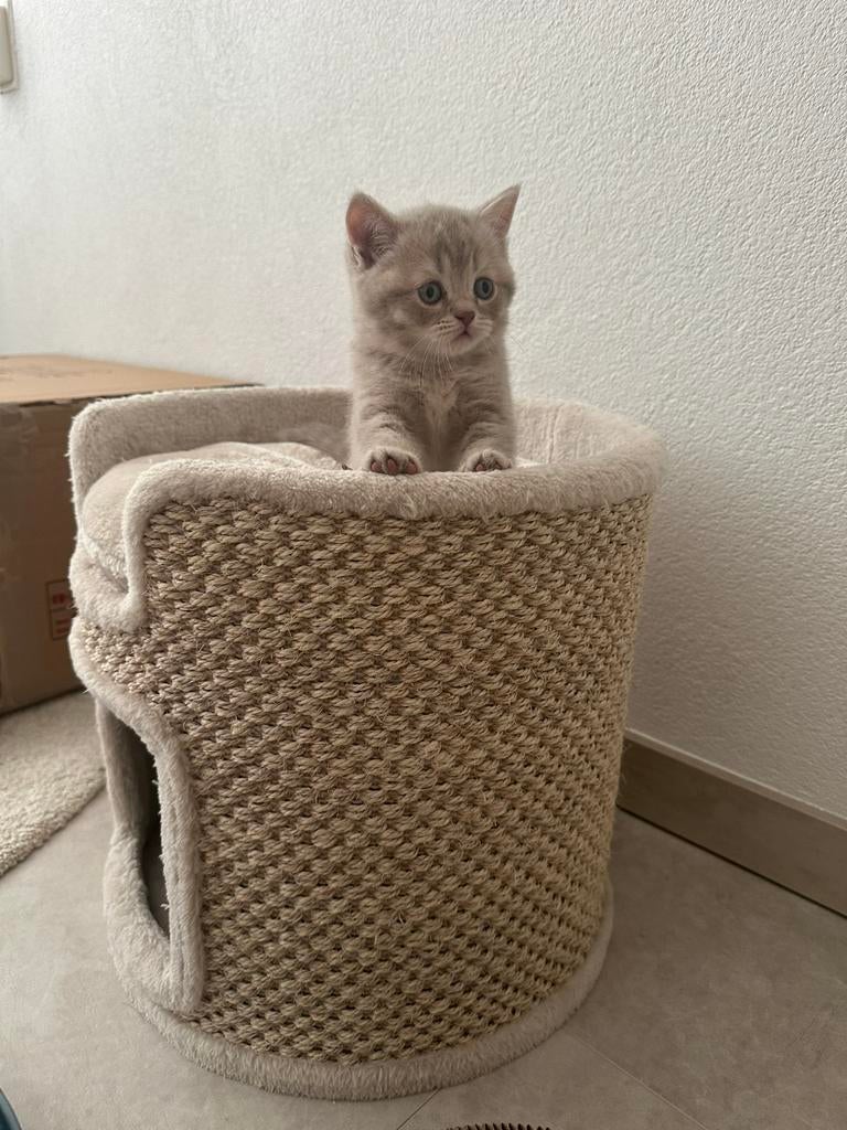 Britse korthaar kittens, Dieren en Toebehoren, Katten en Kittens | Raskatten | Korthaar, Poes, Ontwormd, 0 tot 2 jaar