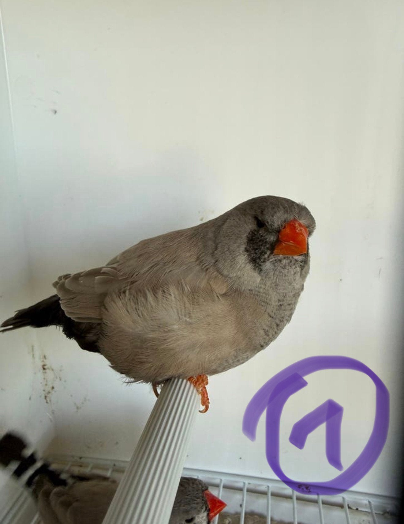 Koppels Charcoal zebravinken (bleekrug, grijs, zwartwang), Dieren en Toebehoren, Vogels | Overige Vogels, Meerdere dieren