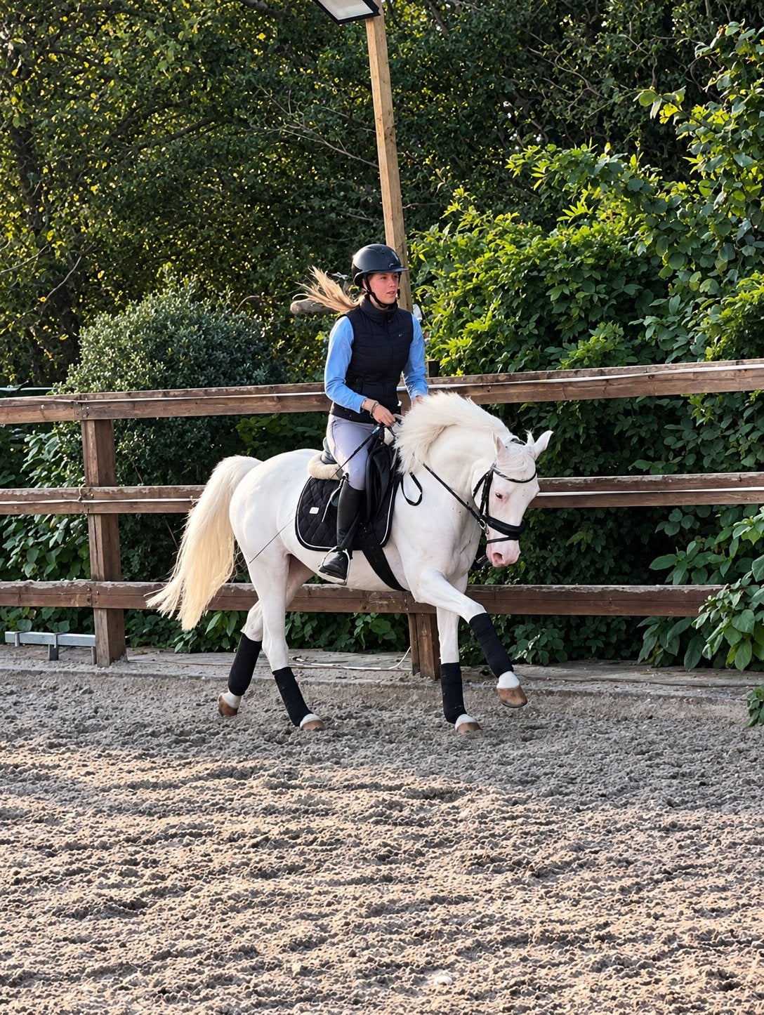 4,5 jarige grote D pony cremello zoekt forever home!, Dieren en Toebehoren, Springpaard, Minder dan 160 cm, Met stamboom, Ruin