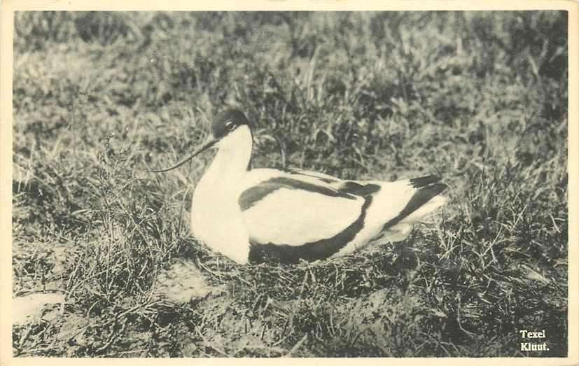 377-129-031 Texel, Verzenden, Voor 1920, Noord-Holland