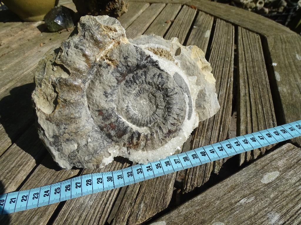 Grote ammoniet in steen(21cm),gekristalliseerd,165 milj.jaar, Verzamelen, Mineralen en Fossielen, Ophalen of Verzenden, Fossiel