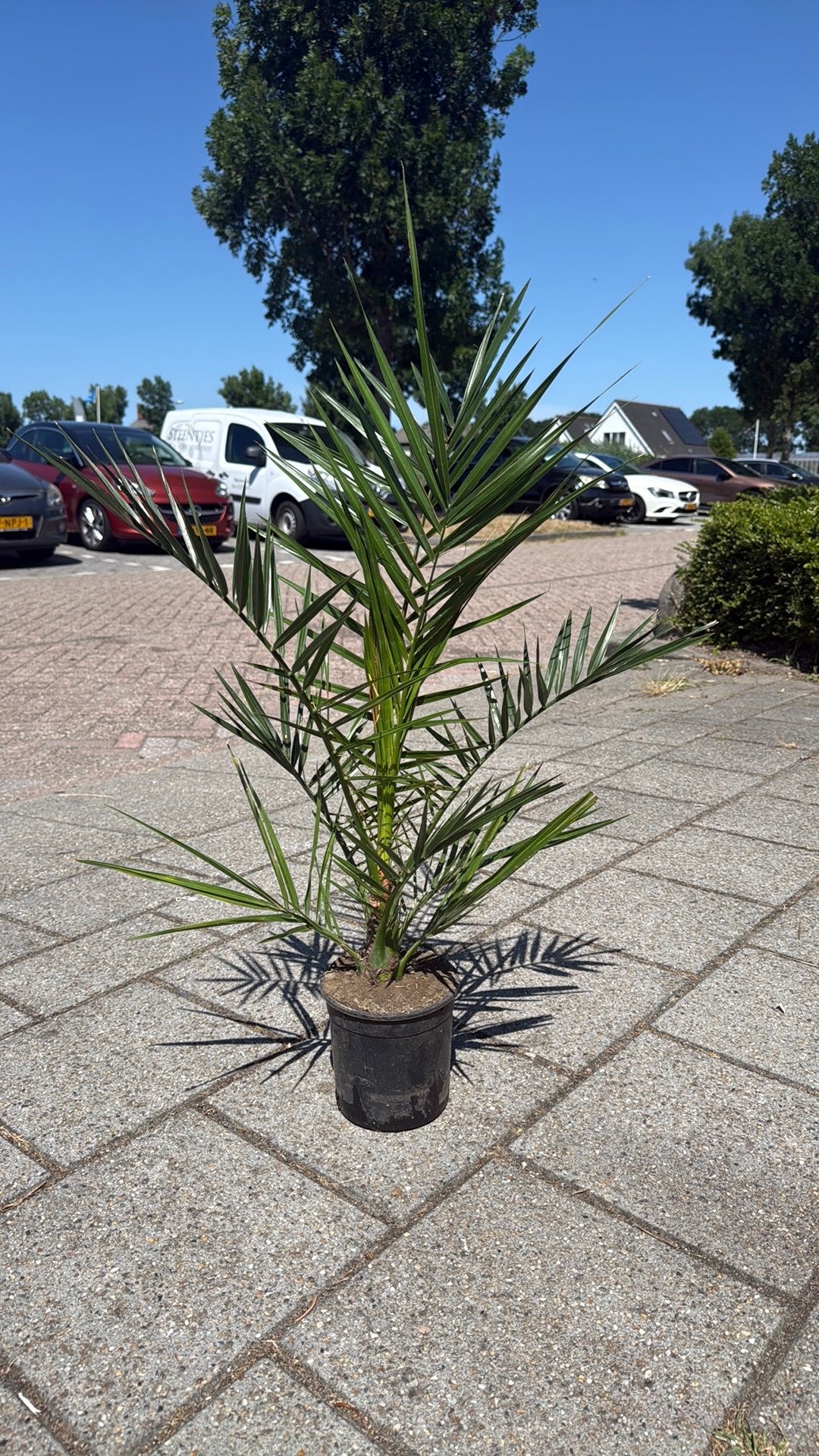 Mooie palmboom in pot, Ophalen, Bloeit niet, Overige soorten, Volle zon