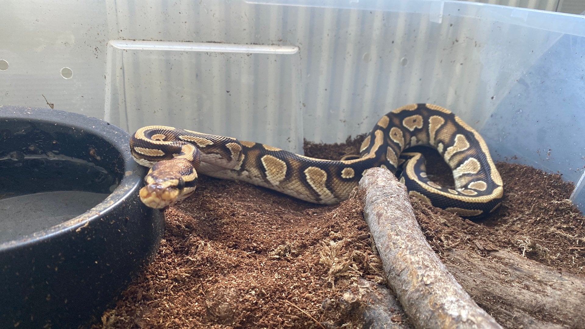 0.1 cypress YB poss HET lavender albino, Slang, Tam, 3 tot 6 jaar