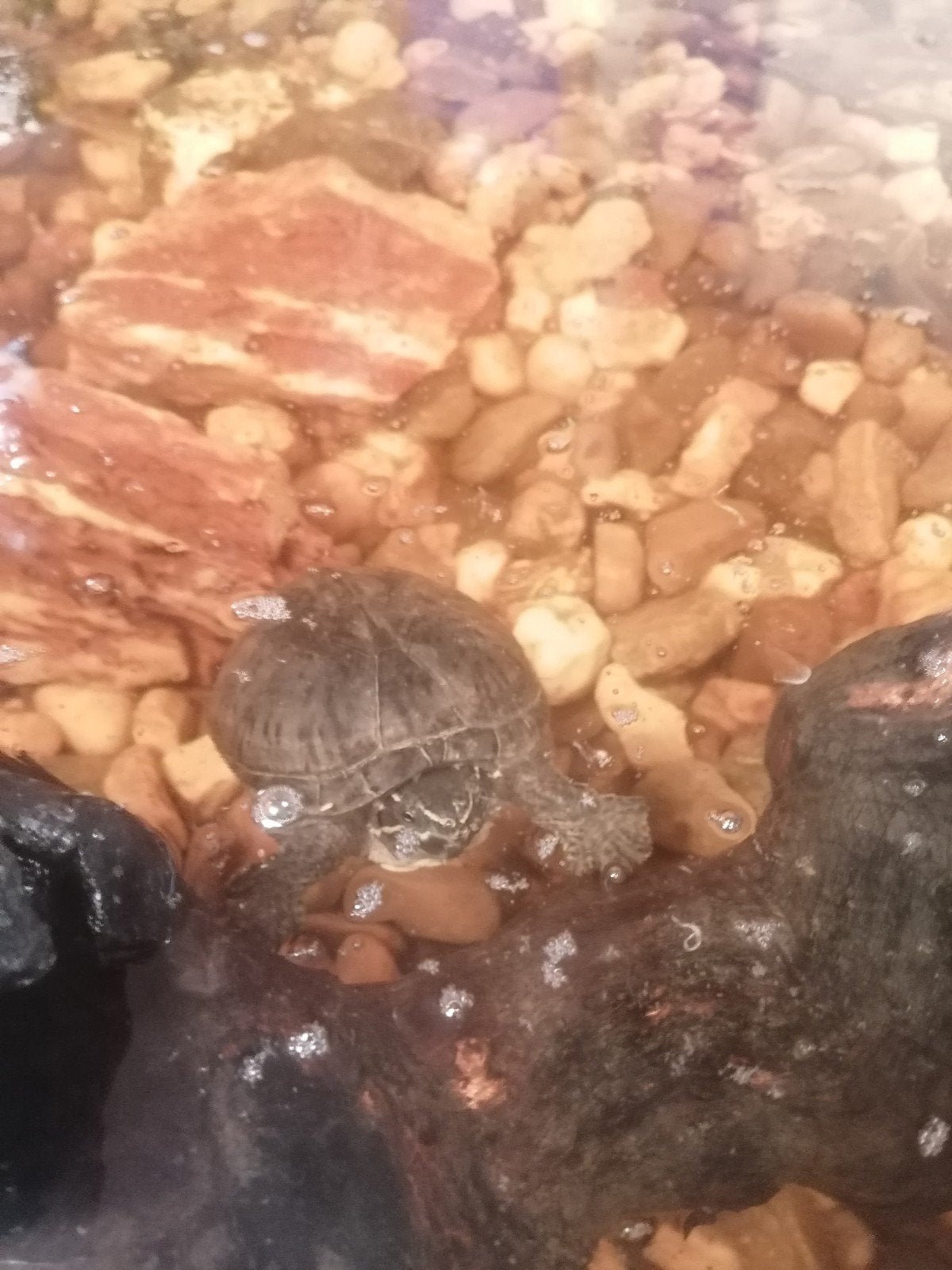 meerdere volwassen muskus schildpadden te koop, Dieren en Toebehoren, Schildpad