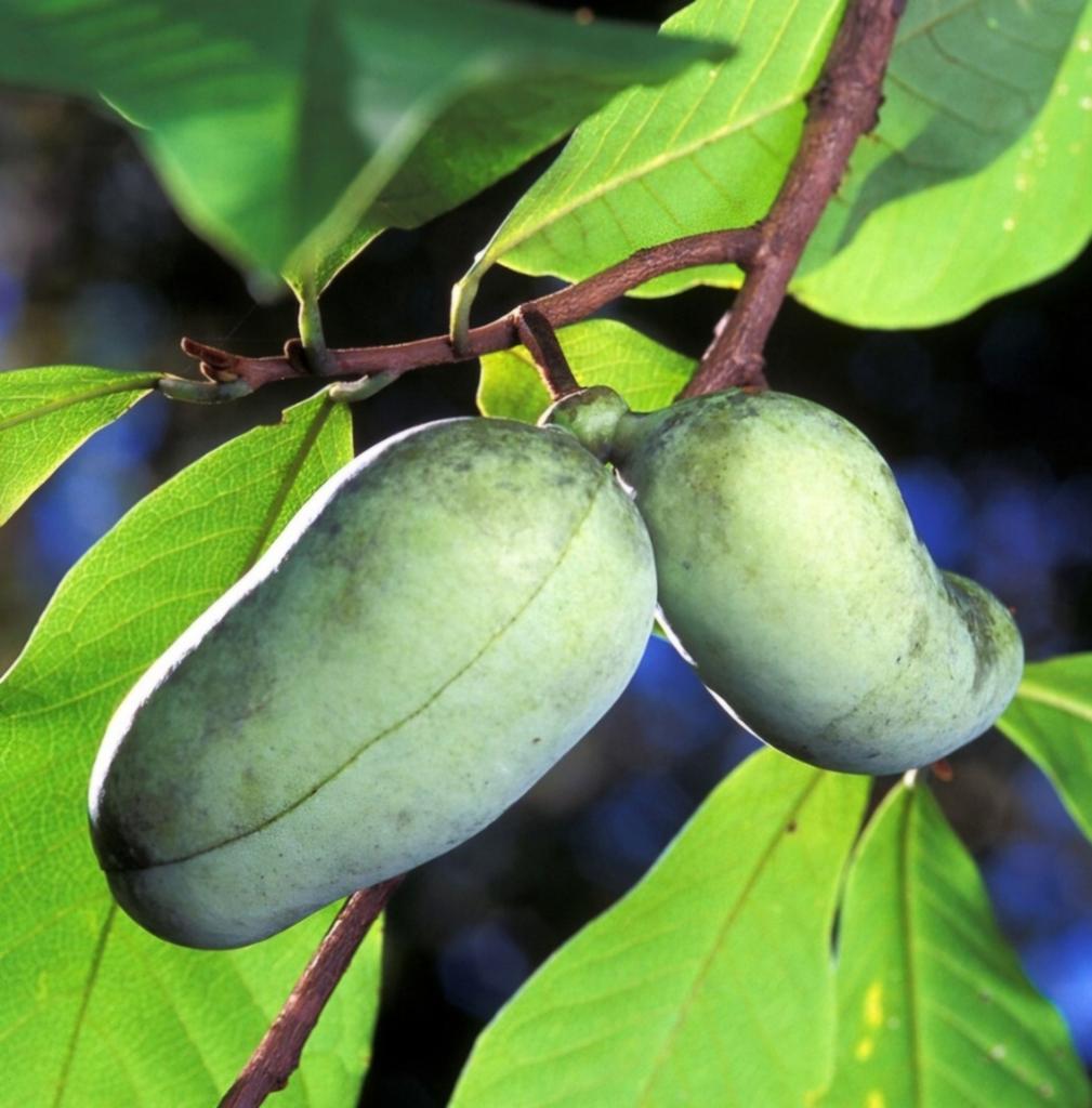 Kiemplanten van Asimina triloba (Pawpaw) vanaf 2,00 eu., Ophalen, Minder dan 100 cm, Overige soorten