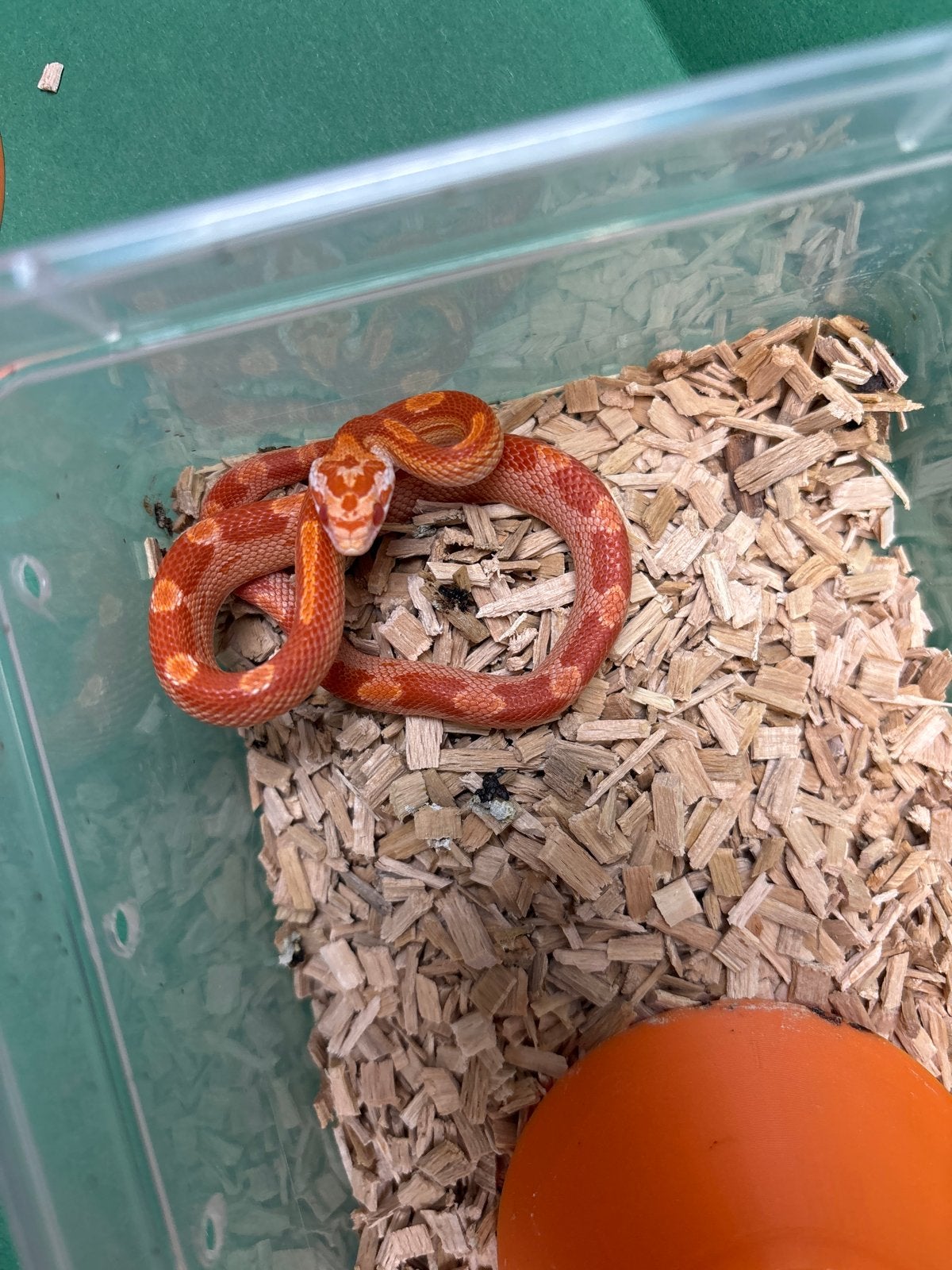 Div Rattenslangen 2026 Rat Snake photo 3