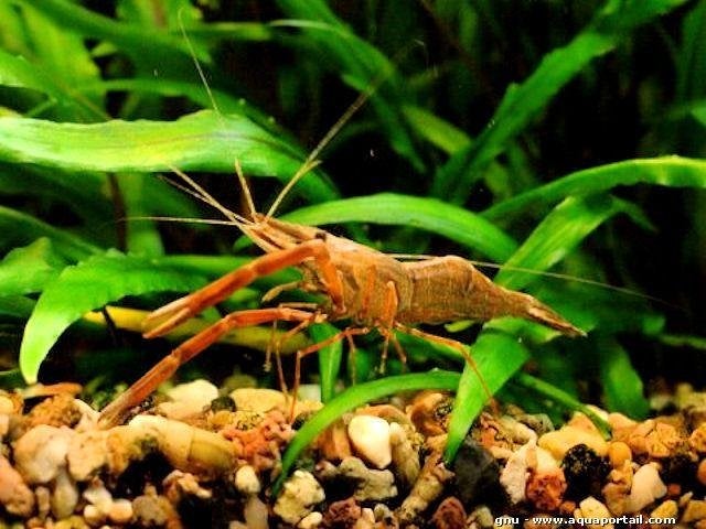 meerdere roodschaargarnalen, nabij Zwolle, €5,00, Dieren en Toebehoren, Kreeft, Krab of Garnaal, Zoetwatervis