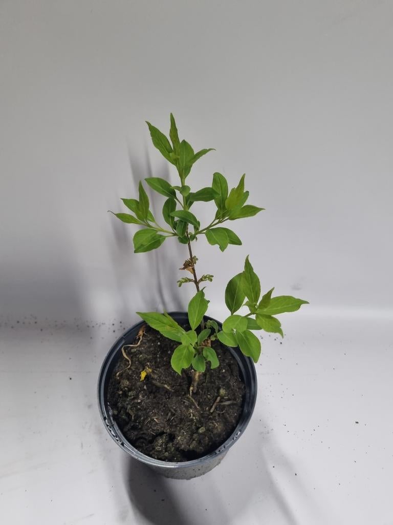 Forsythia te koop, Ophalen, Struik, 100 tot 250 cm