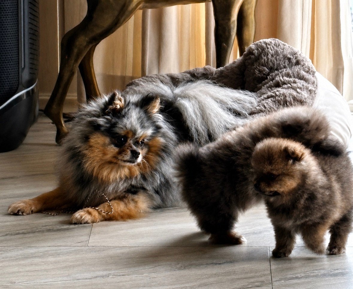 Mooie pomeriaan pups, Dieren en Toebehoren, Honden | Poolhonden, Keeshonden en Oertypen, HCC (leverziekte), Overige rassen, 8 tot 15 weken