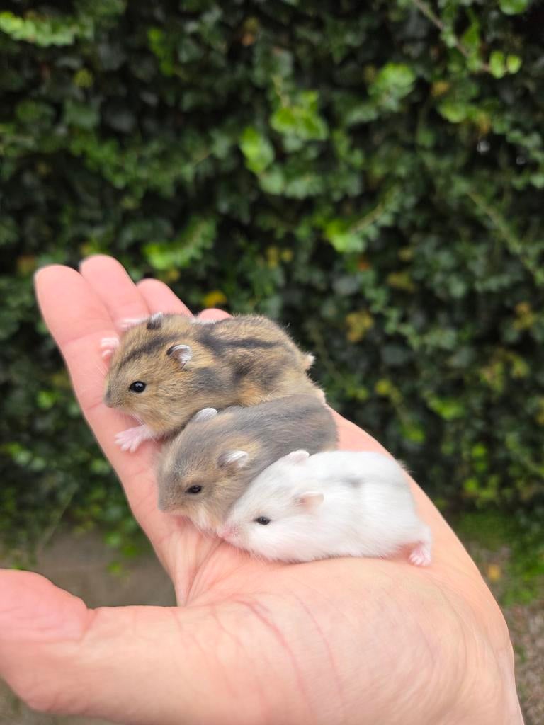 Tamme dwerghamsters uit het hamsterhuis, Dieren en Toebehoren, Knaagdieren, Hamster, April, Meerdere dieren, Tam