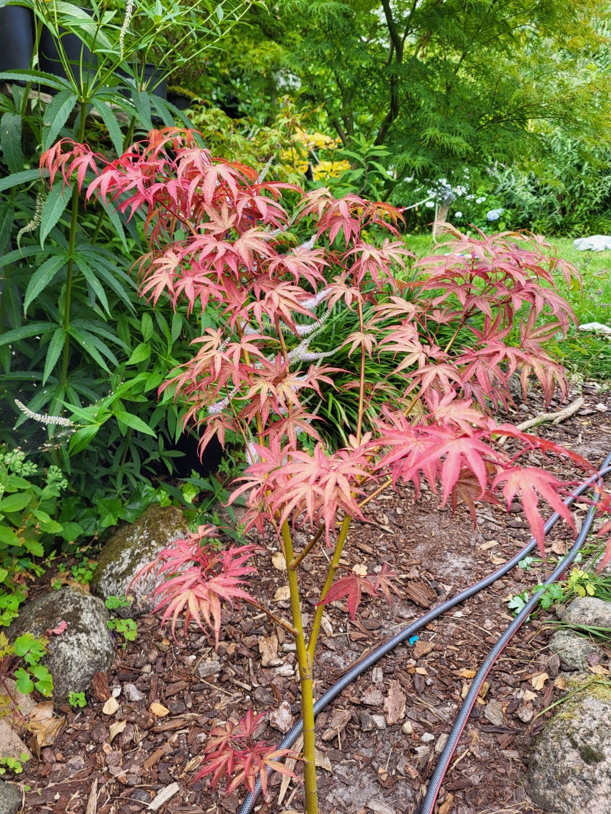 Roze Japanse esdoorn, koopje vaste prijs, Tuin en Terras, Planten | Tuinplanten, Ophalen, Overige soorten, Halfschaduw