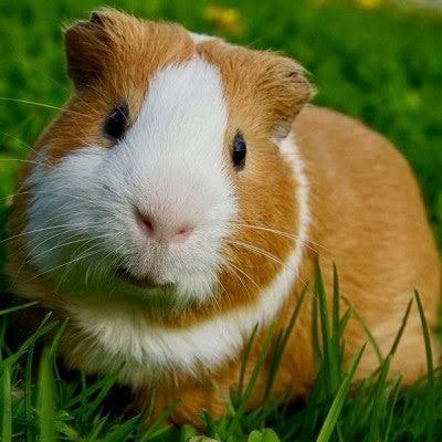 Twee Cavia zeugjes gezocht, Dieren en Toebehoren, Cavia, April, Vrouwelijk, Tam