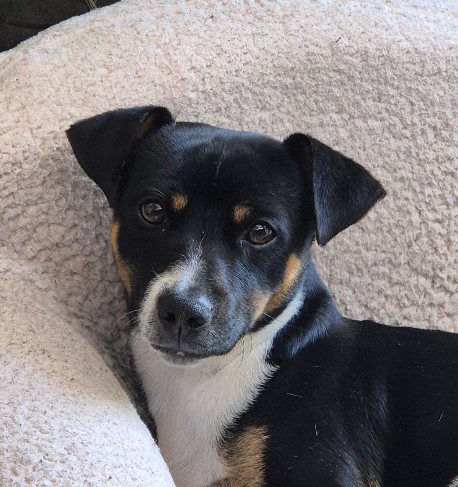 Aangeboden allerliefste dekreu, black and tan jack russel, Reu, 1 tot 2 jaar, Eén hond, Nederland