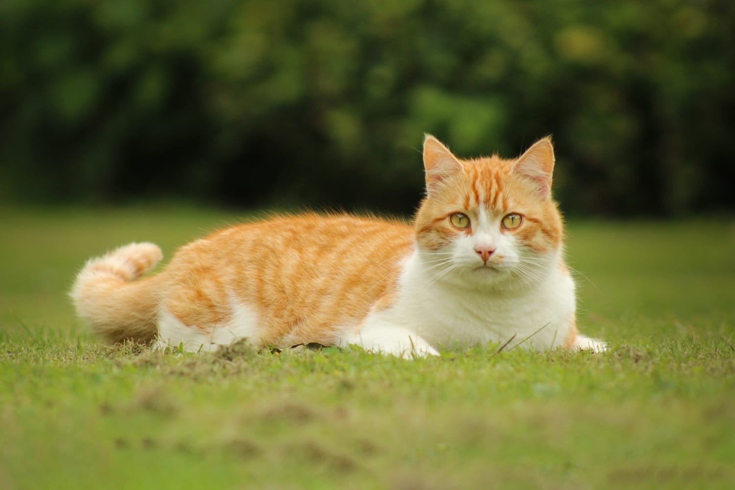kater 7 jaar zoekt fijn huisje, Dieren en Toebehoren, Kater, 6 jaar of ouder