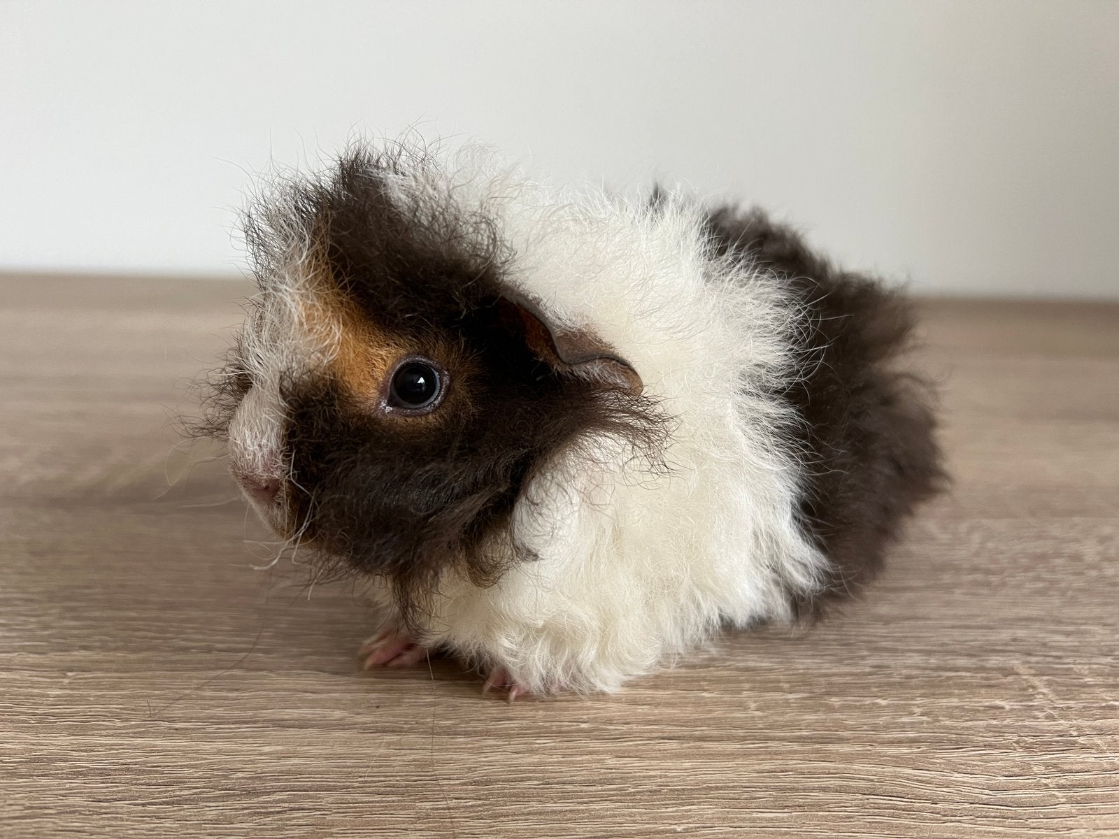 Heel mooi en lief baby cavia alpaca beertje, Cavia, Mannelijk, Juli, Tam
