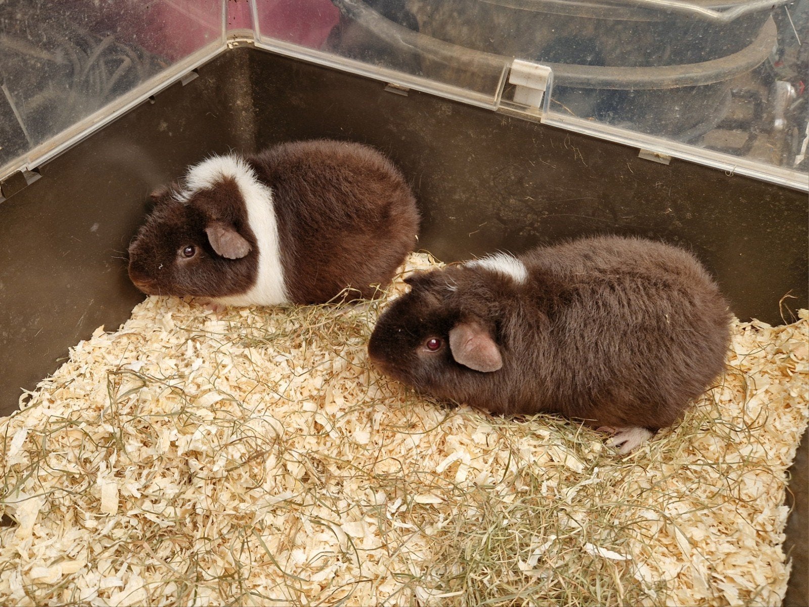 Cavia beertjes, Dieren en Toebehoren, Knaagdieren, Cavia, April, Mannelijk, Tam