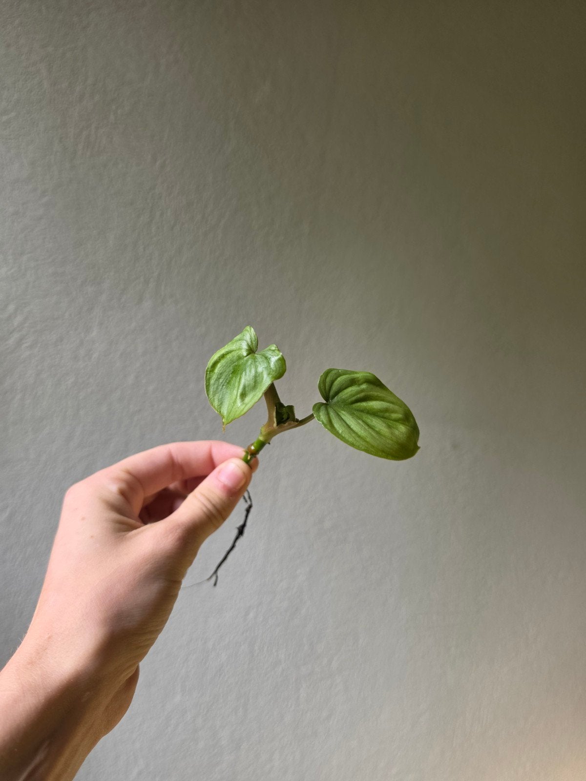 Philodendron Sodiroi, Huis en Inrichting, Kamerplanten, Ophalen of Verzenden, Halfschaduw, Minder dan 100 cm