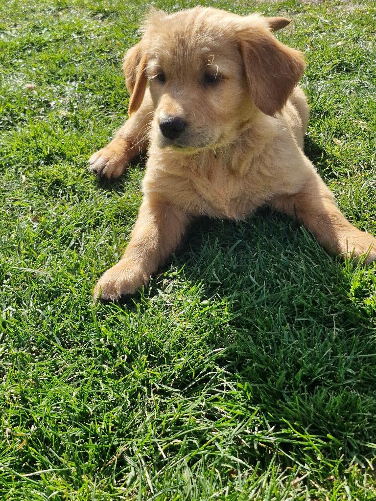 Prachtige donkere Golden Retriever pups!, Dieren en Toebehoren, Golden retriever, 8 tot 15 weken, Meerdere, Meerdere dieren