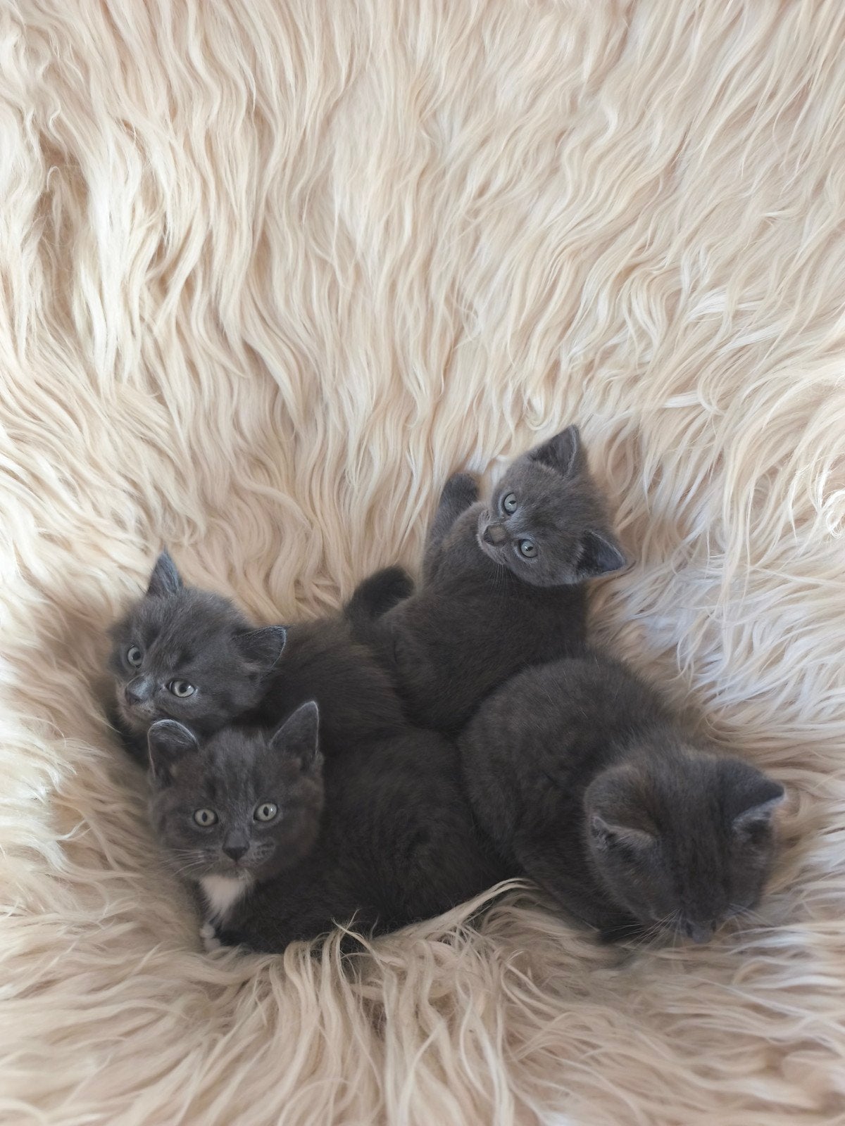 Prachtige Kittens te koop, Meerdere dieren, Kortharig, 0 tot 2 jaar