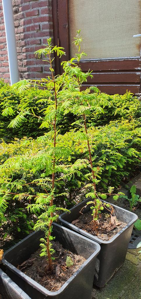 Mammoetboom (Metasequoia Glyptostroboides), Tuin en Terras, Planten | Bomen, Halfschaduw, Overige soorten, Minder dan 100 cm, Ophalen