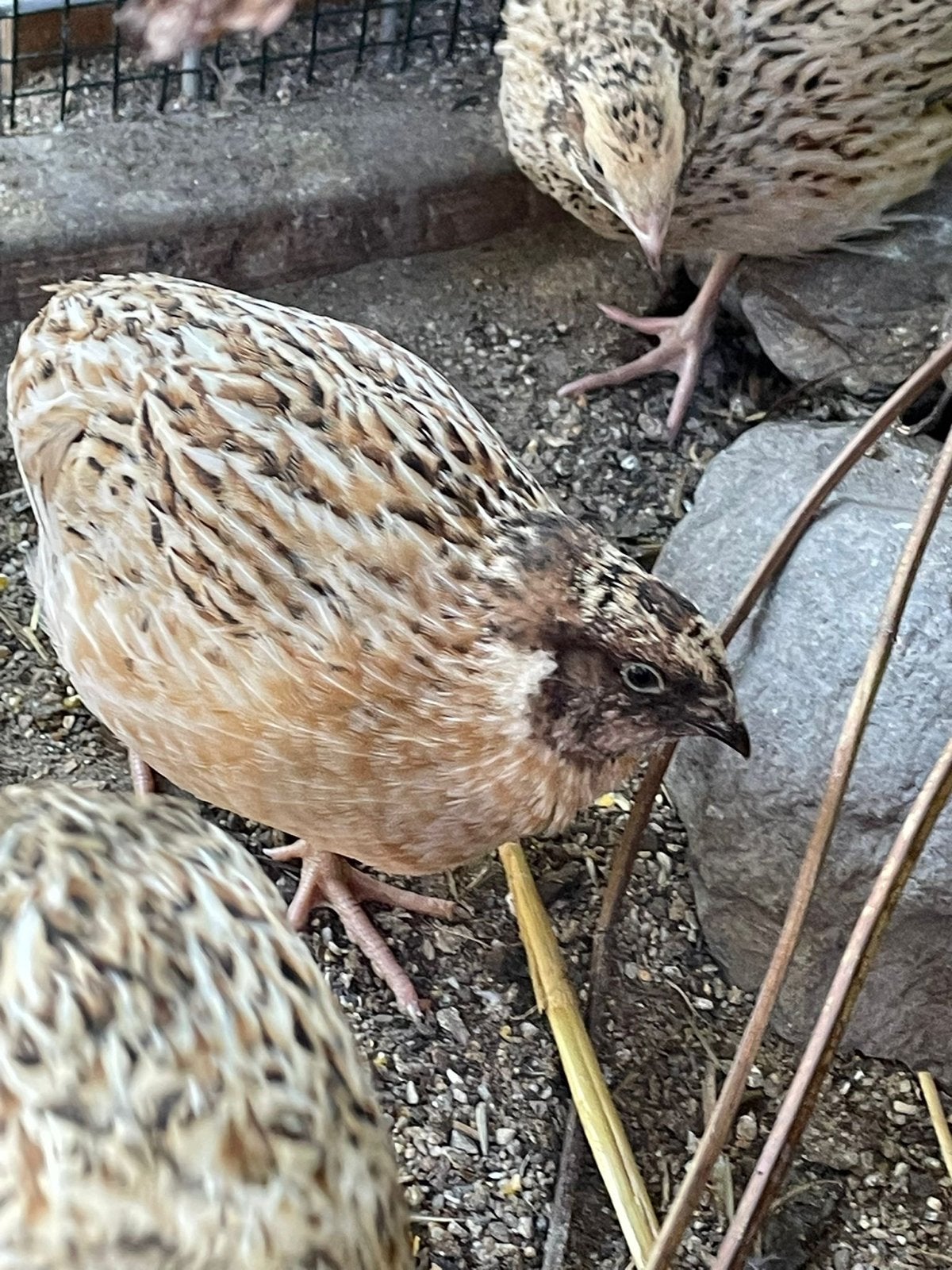 Japanse kwartel haan, Dieren en Toebehoren, Mannelijk, Overige soorten