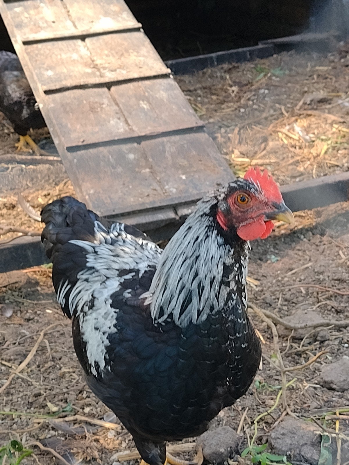 Jonge haan, Barnevelder kriel kruising, Dieren en Toebehoren, Pluimvee
