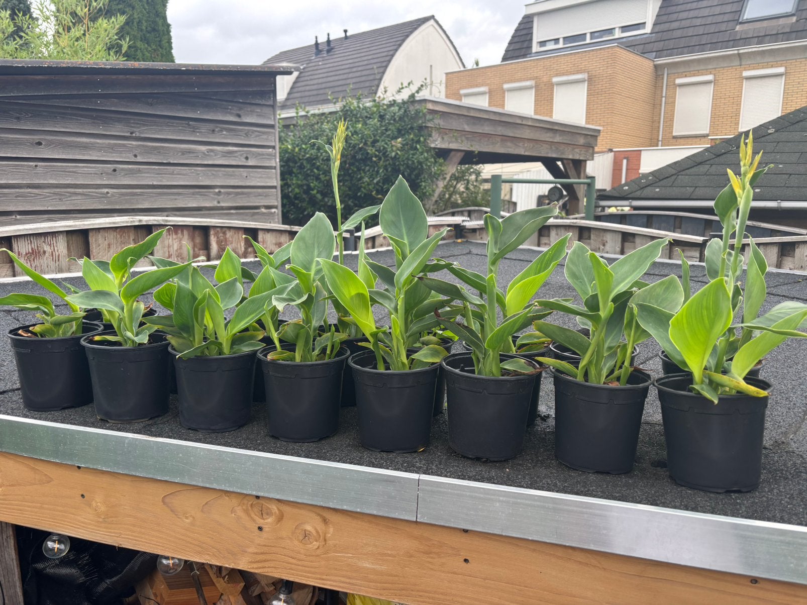 Canna planten geel/oranje, Ophalen, Overige soorten, Volle zon