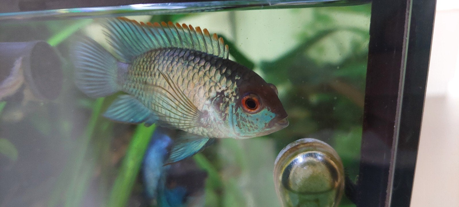 Acara Electric blue, Dieren en Toebehoren, Vis