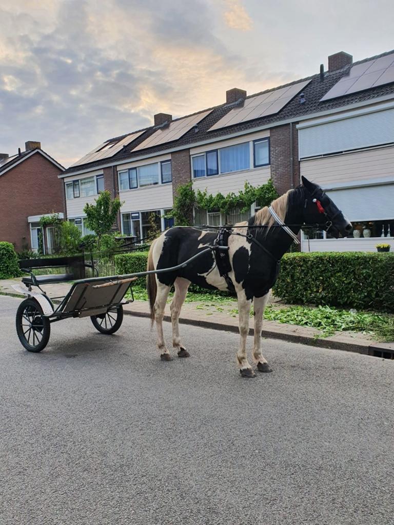 Te koop super brave hengst