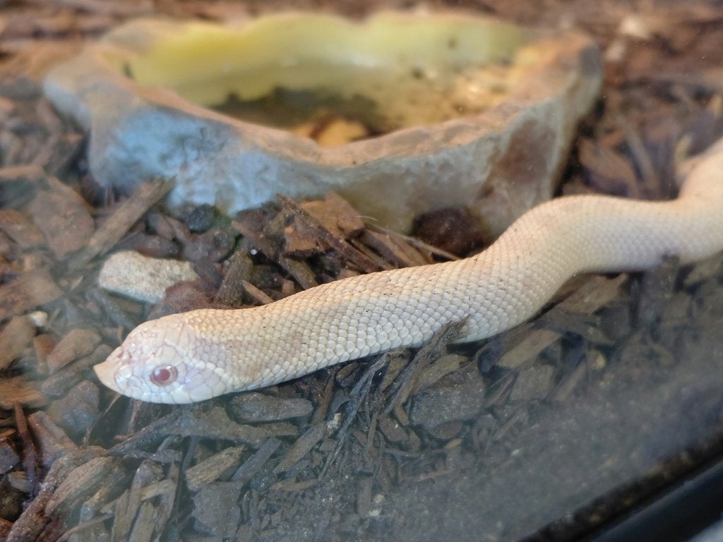 Prachtige haakneusslang ‘Yeti’ – Man – € 200 Hognose Snake photo 2
