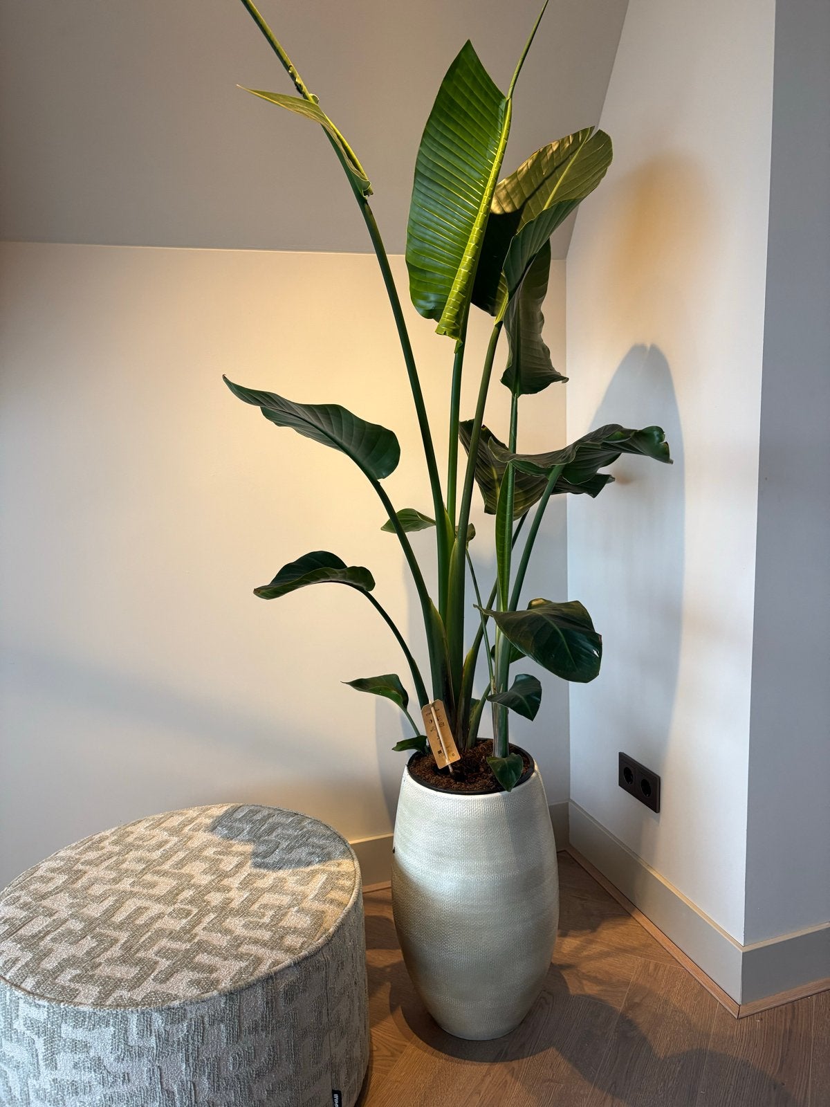 Strelitzia Nicolai in pot - Grote Paradijsvogelplant, Ophalen, Overige soorten, In pot, 150 tot 200 cm