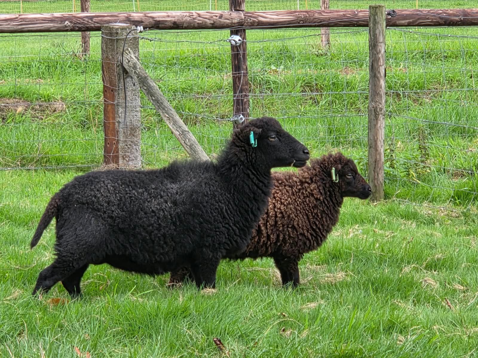 Mooie Quessant ooien, Vrouwelijk, Schaap