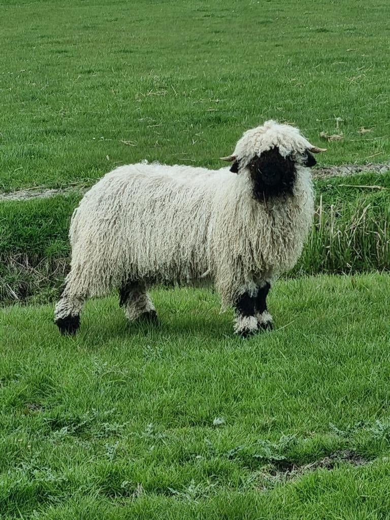 Mooi getekende Walliser Schwarznase ramlam, Dieren en Toebehoren, Mannelijk, Schaap