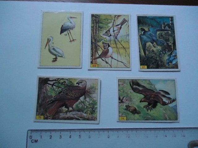 sticker oud Panini birds vogel vintage origineel 5x, Verzenden, Zo goed als nieuw