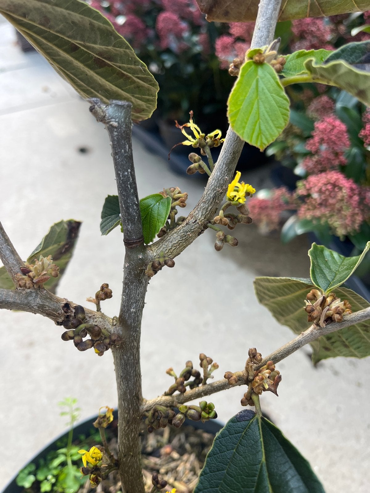 Hamamelis 'Arnold Promise' - Toverhazelaar, Overige soorten, Vaste plant, Ophalen of Verzenden, Halfschaduw