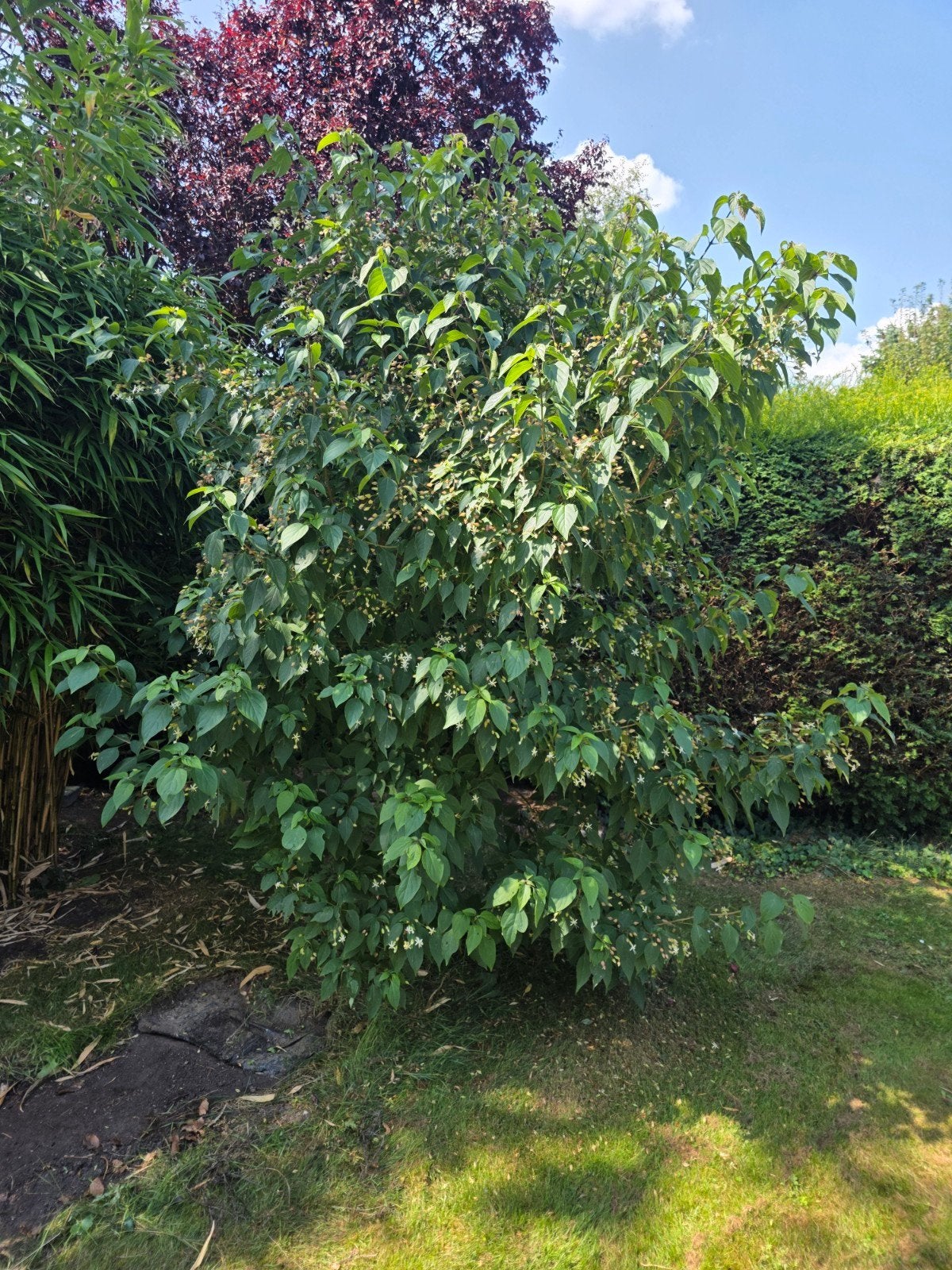 Pindakaasstruik (Clerodendrum trichotomum), Volle zon, Vaste plant, Zomer, Ophalen
