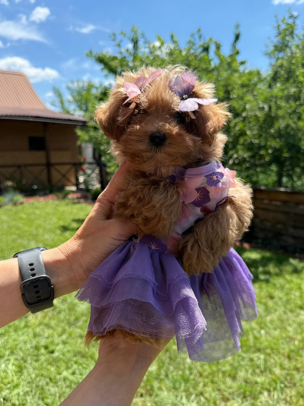 Maltipoo teefje, Overige rassen, 8 tot 15 weken, Teef, Parvo