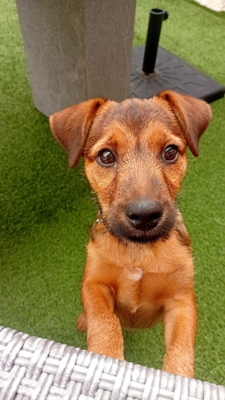 1  prachtig jack russel en terriër  puppy, Dieren en Toebehoren, Reu, Eén hond, CDV (hondenziekte), Nederland