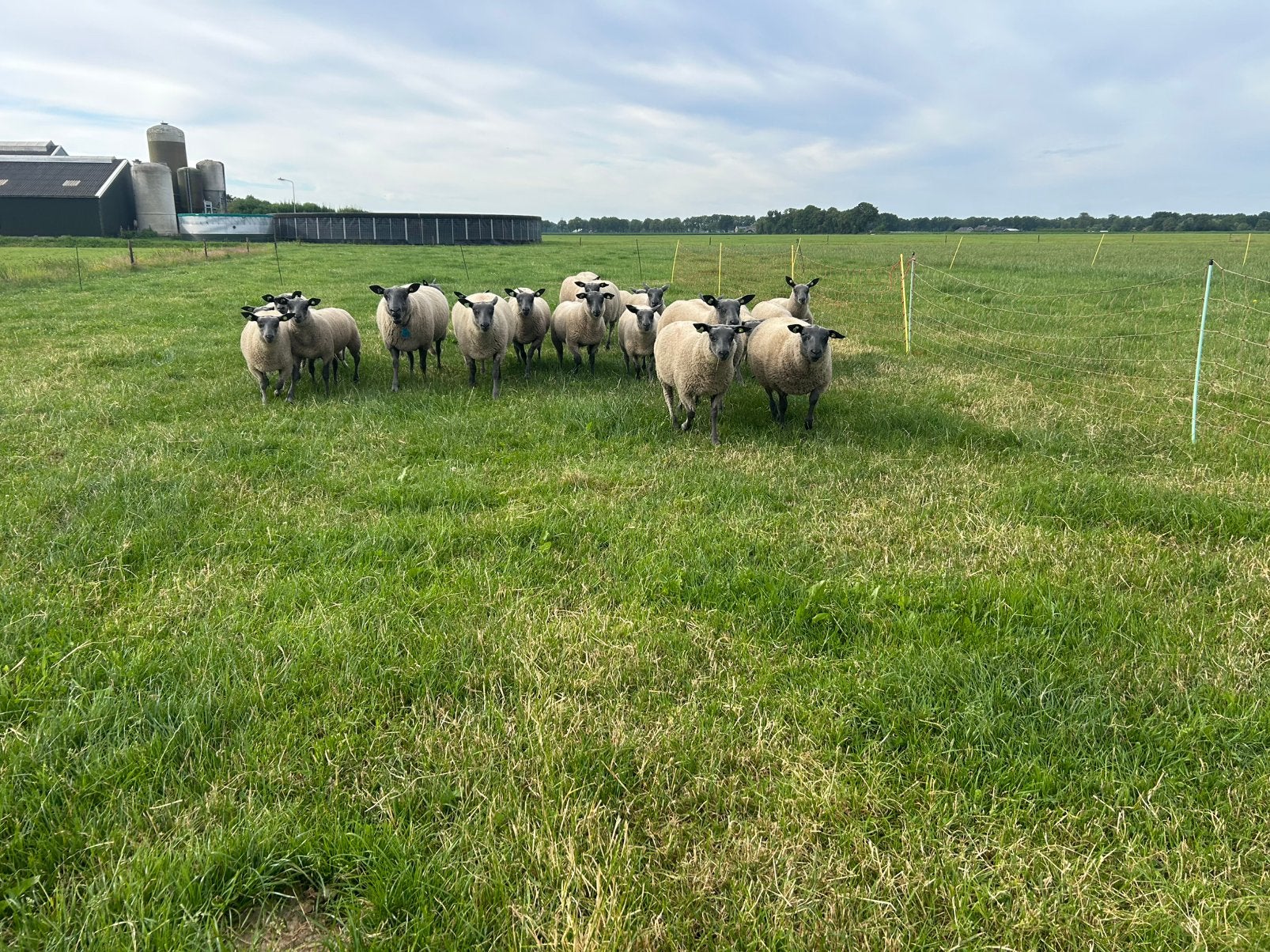 Bleu du maine ram lammeren, Mannelijk, Schaap