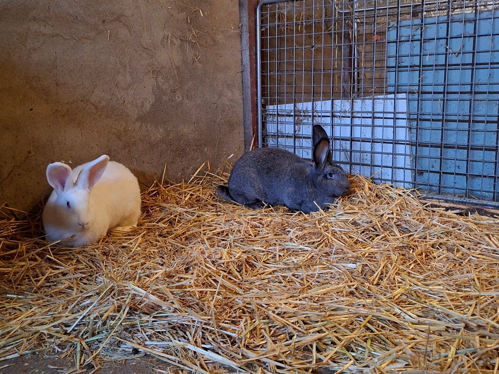 Vlaamse reus voedsters, Dieren en Toebehoren, Vrouwelijk, Groot