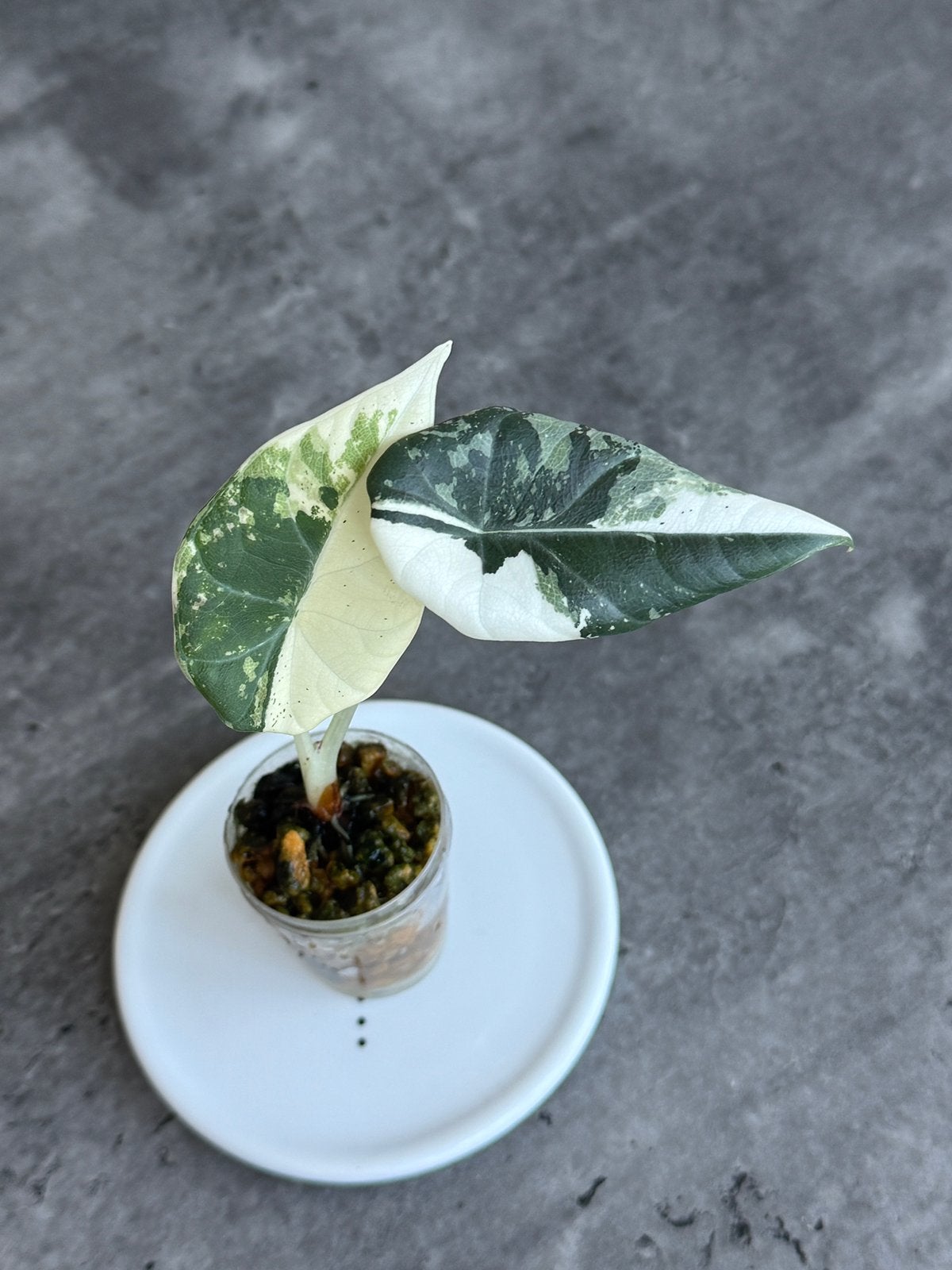 Alocasia Maharani Albo Variegata, Ophalen of Verzenden, Halfschaduw, Minder dan 100 cm