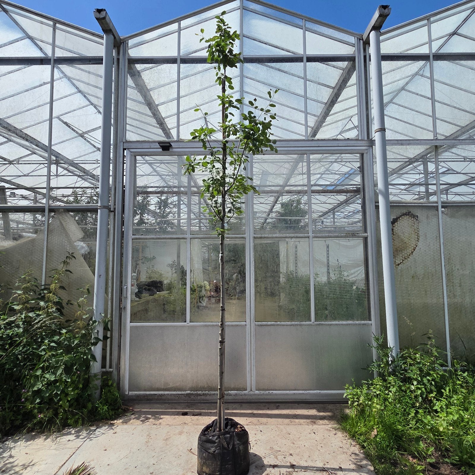 Krentenboom 'Snowflakes' (Amelanchier laevis), In pot, Halfschaduw, Lente, 250 tot 400 cm