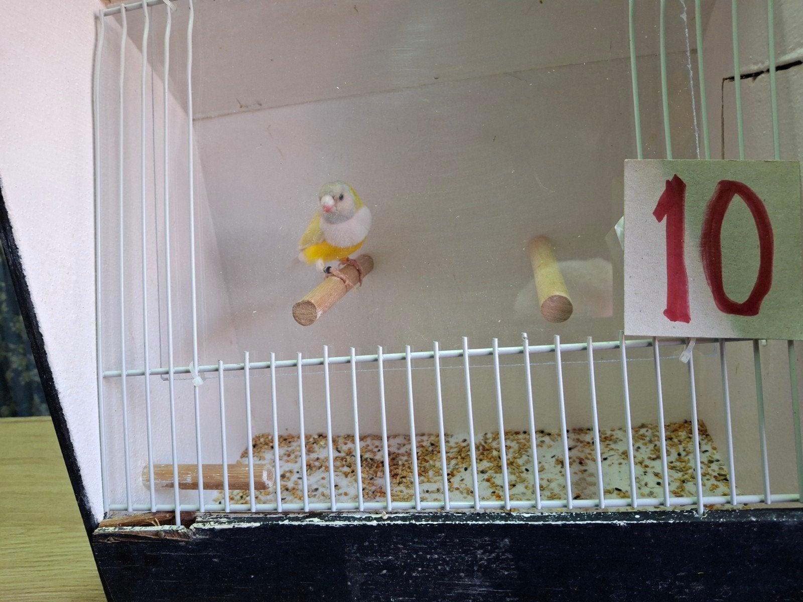 Gouldamadine, Dieren en Toebehoren, Vogels | Overige Vogels, Mannelijk, Tropenvogel, Geringd