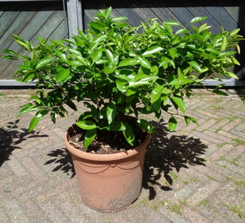 Mandarijnenboompjes, Tuin en Terras, Overige soorten, Lente, Minder dan 100 cm, Ophalen