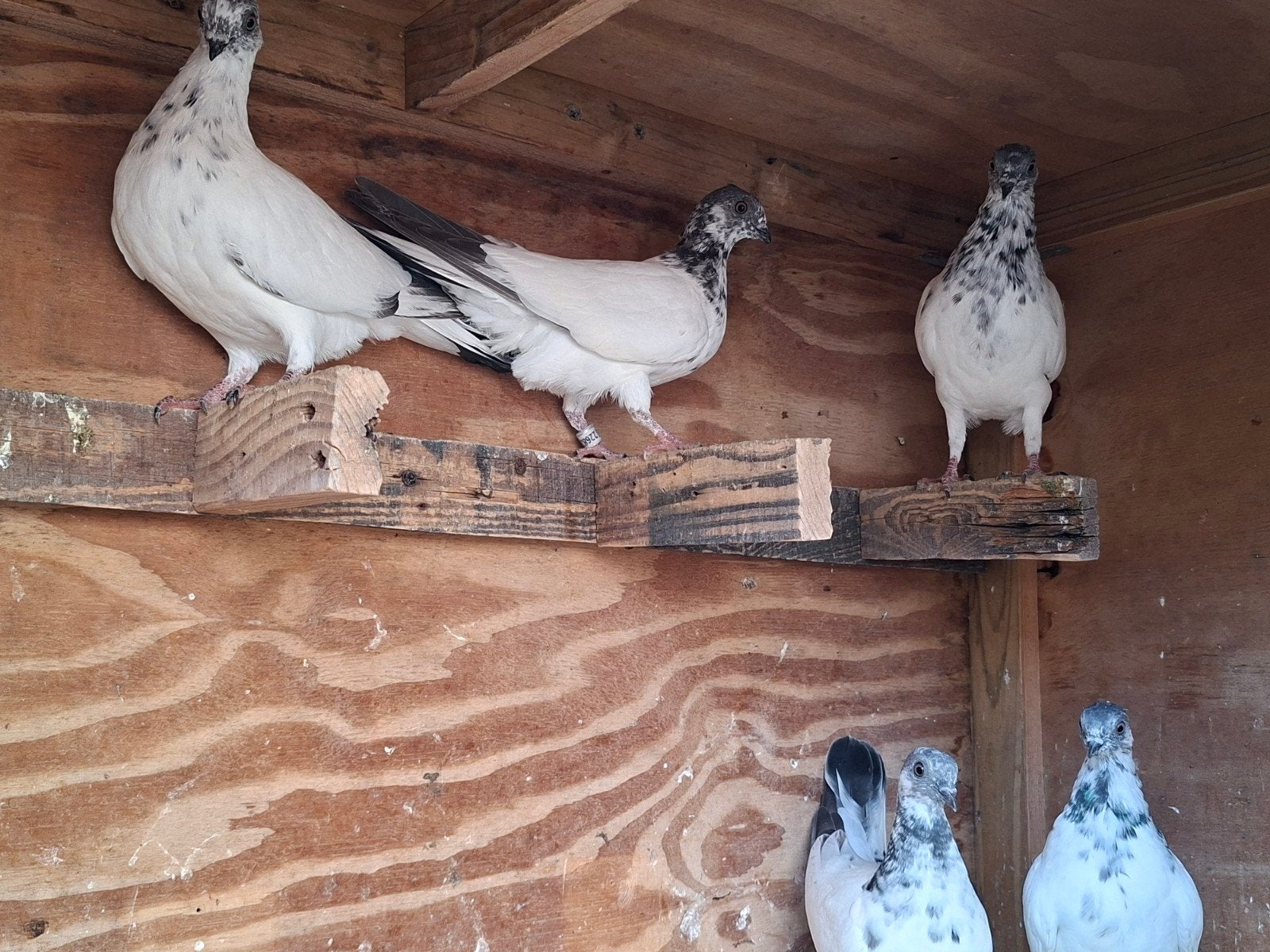 boedapesters hoogvliegers, Dieren en Toebehoren
