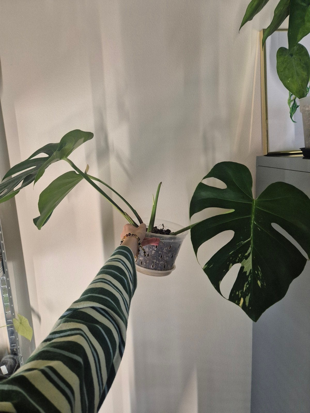 Monstera Crème Brûlée Variegata, Ophalen of Verzenden, Halfschaduw, Minder dan 100 cm