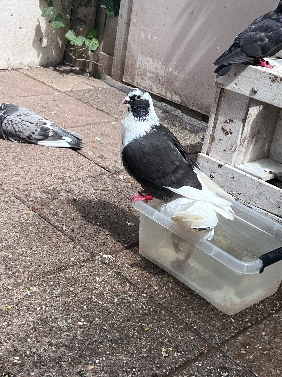 Duiven te kopen, Dieren en Toebehoren, Vogels | Duiven, Meerdere dieren, Postduif