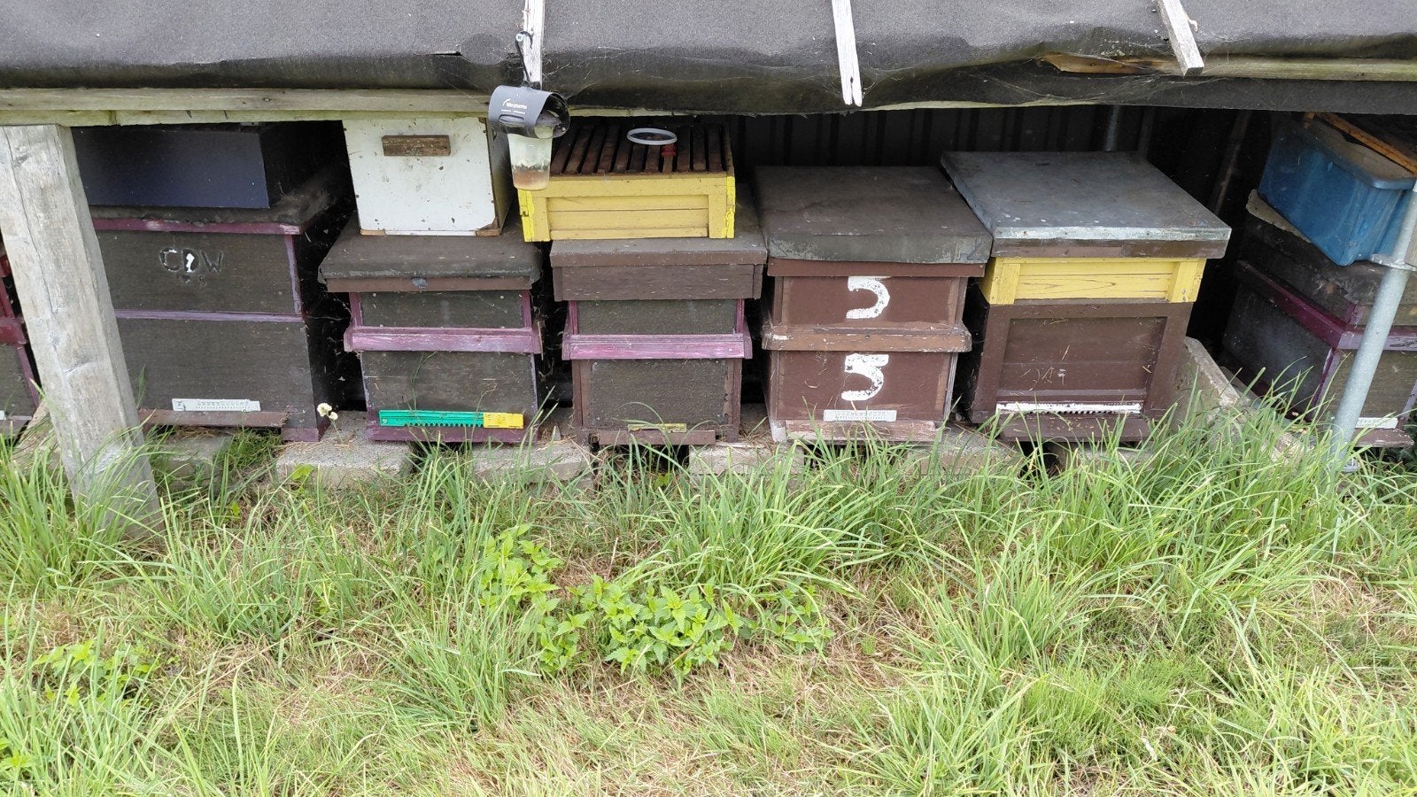 complete stalen bijenstal met 10 bijenkasten, Dieren en Toebehoren, Bijen