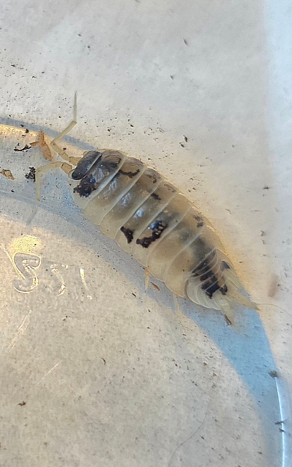 50x Porcellio laevis Dairy cow, Overige soorten