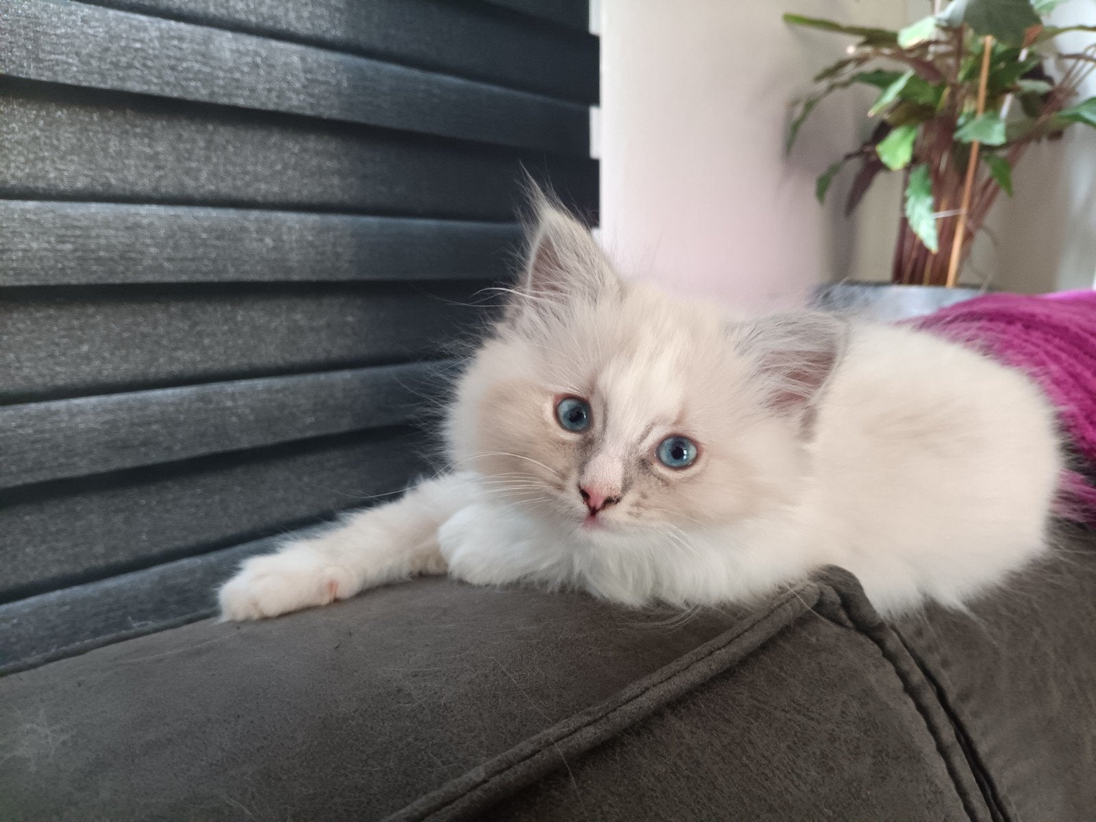 Ragdoll kittens, nog 1 poesje beschikbaar!, Meerdere dieren, Ontwormd, 0 tot 2 jaar